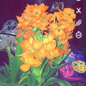 Meet your Posher, Griselda